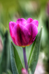 Colorful tulips flowers blooming in a garden.Very beautiful tulips in bloom and smell spring. Colorful tulip garden.