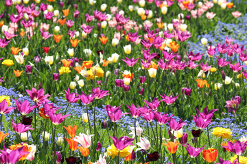 Colorful tulips flowers blooming in a garden.Very beautiful tulips in bloom and smell spring. Colorful tulip garden.