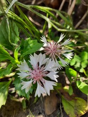 pink and white flower