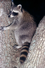 Florida Raccoon (Procyon lotor Elucus)