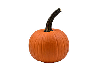 fall halloween pumpkin decoration still life isolated with berries on red mat
