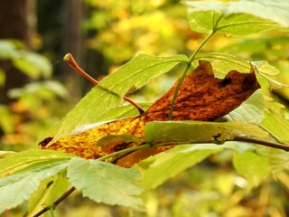 Beautiful landscape of autumn leaves in nature close up