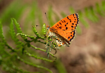 Spotted Fritillary - Melitaea didyma (or meridionalis and occidentalis) or red-band fritillary, is a butterfly of the family Nymphalidae, bright orange-brown butterfly