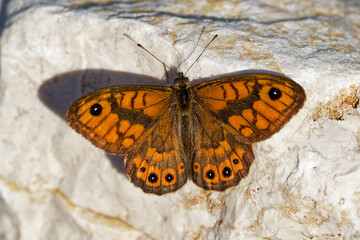 Wall Brown - Lasiommata megera is brown butterfly in the family Nymphalidae (subfamily Satyrinae), widespread in the Palearctic realm with a large variety of habitats
