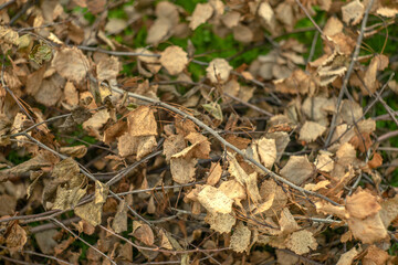 Dry yellow foliage on the branches of felled trees