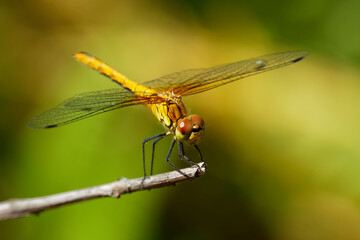 Ruddy Darter - Sympetrum sanguineum species of red dragonfly of the family Libellulidae, found in temperate regions throughout Europe. Female is yellow and male is red