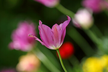 Fototapeta na wymiar Colorful tulips flowers blooming in a garden.Very beautiful tulips in bloom and smell spring. Colorful tulip garden.
