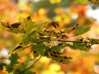 Beautiful landscape of autumn leaves in nature close up