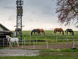 Pferde auf der Weide