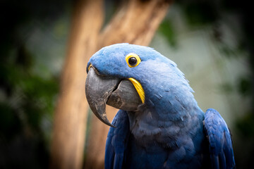 Beautiful blue macaw Macaw Hyacinth.