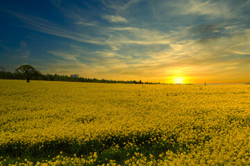 field of yellow flowers