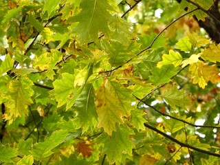 Beautiful landscape of autumn leaves in nature close up