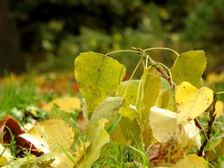 Beautiful landscape of autumn leaves in nature close up