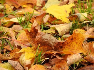 Beautiful landscape of autumn leaves in nature close up