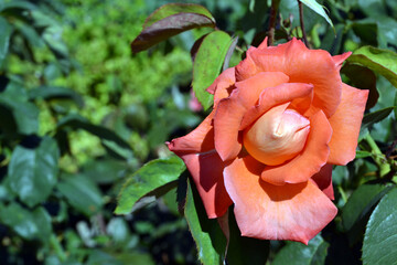 Single coral rose in the garden