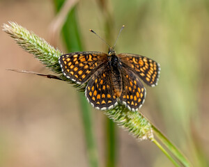 Melitaea phoebe, the knapweed fritillary, is a butterfly of the family Nymphalidae. It is found in the Palearctic ecozone, except the northernmost locations.