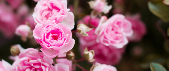 Pink roses for love background. Flowers in nature