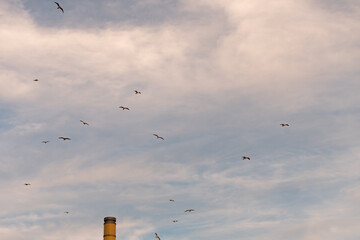 Aves en el cielo
