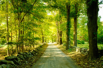 Fototapeta premium path in the forest