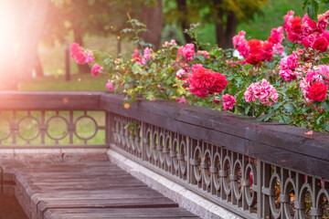 Fototapeta na wymiar Beautiful spray pink roses by the bench. Flowers lie on a wooden surface.