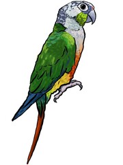  Parrot tropical exotic bird sitting illustration isolated on white background