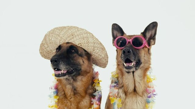 Medium, two funny dressed up dogs, USA