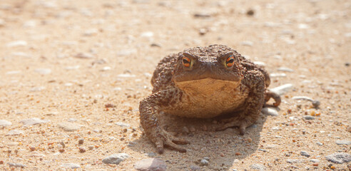 Toad aga. Giant neotropical toad. Rhinella marina. amphibians sitting on road, closeup