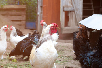 A group of white laying hen chickens and rooster with large red combs in a chicken coop on a farm