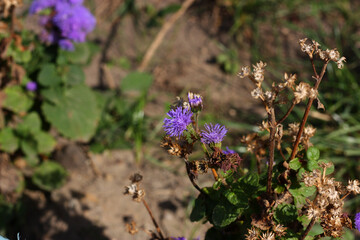 Violet fluffy flossflower (Ageratum houstonianum). Annual plant. Native to Central America.