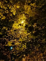 autumn leaves on the wall