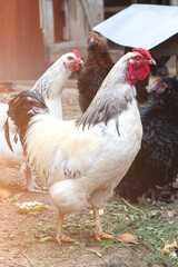 A group of white laying hen chickens and rooster with large red combs in a chicken coop on a farm