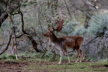 Fallow deer stag  in the rutting season in the dune area near Amsterdam