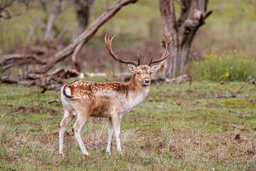Fallow deer stag  in the rutting season in the dune area near Amsterdam