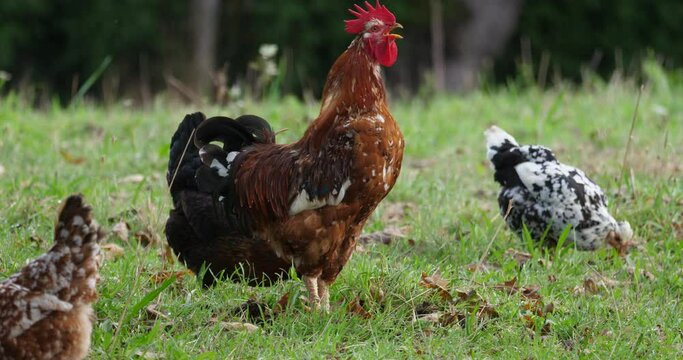 An elegant rooster crows energetically first thing in the morning