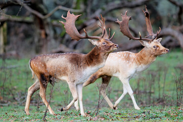 Fallow deer stag  in the rutting season in the dune area near Amsterdam