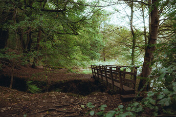 bridge in the woods