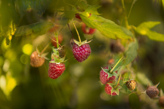 Raspberry field 