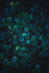 Grüne Kleeblätter im Schatten