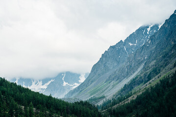 Fototapeta premium Beautiful big glacier behind coniferous forest on hill side under cloudy sky. Low clouds on giant snowy rocks in overcast weather. Atmospheric alpine scenery with forest hills and rocky mountains.