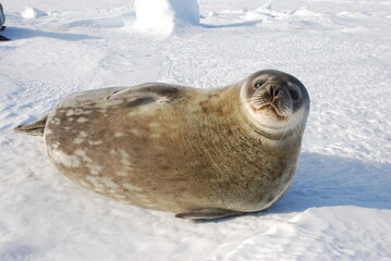 seals on the ice