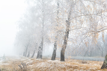 Obraz na płótnie Canvas Scenic golden colored autumn birch tree alley near road with yellow leaves and dry frozen grass covered by first hoar frost snow and morning fog mist. Beautiful november nature outdoor background