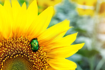 Close-up bright green rose chafer beetle gathering pollen from sunflower plant field. Vibrant colorful summer background