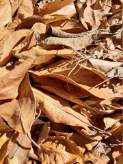 dry leaves background
