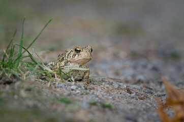 American Toad (Anaxyrus americanus)