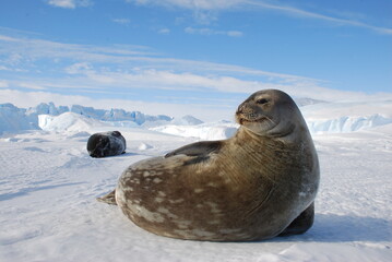 Fototapeta premium seals on the ice