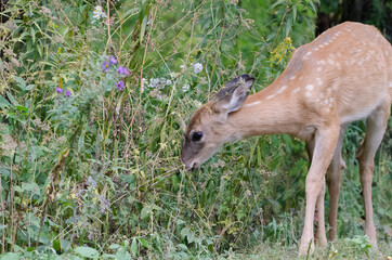 White-tailed Deer fawn grazing on plants and flowers