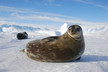 seals on the ice