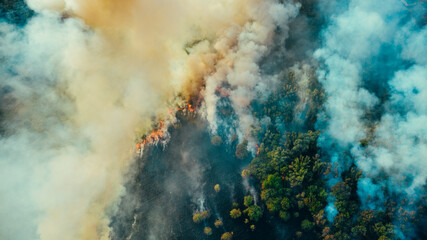 Aerial drone top view of fire or wildfire in forest with huge smoke clouds, burning dry trees and...