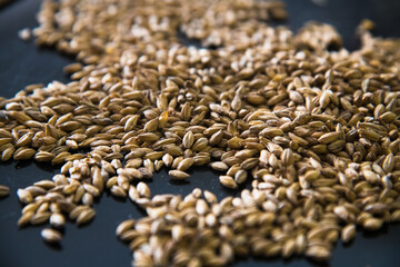 Obraz premium Barley grain malt is an ingredient in the production of beer.
