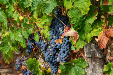 Grappes de raisin cabernet franc dans le vignoble saumurois